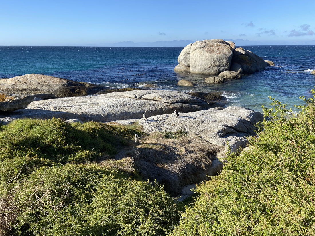 Boulders Beach: Granitfelsen im Wasser und zwei afrikanische Pinguine auf den Felsen, Kapstadt