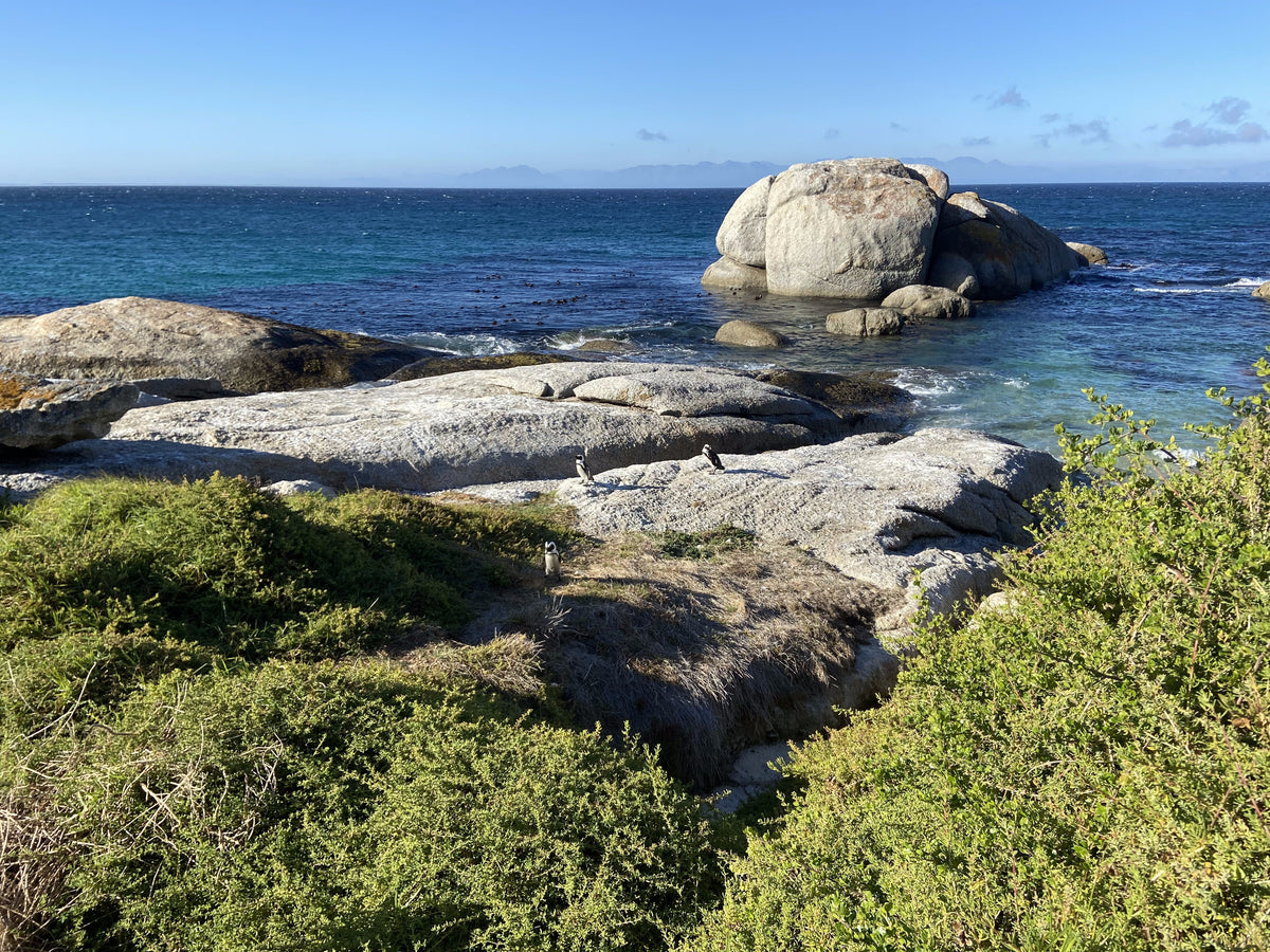 Boulders Beach: Granitfelsen im Wasser und zwei afrikanische Pinguine auf den Felsen, Kapstadt